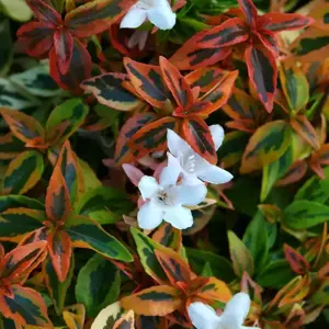 Abelia x grandiflora 'Kaleidoscope'